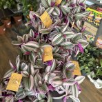 Tradescantia albiflora ´NANOUK´- výška 5 cm ⌀20-25 cm, kont. C1L